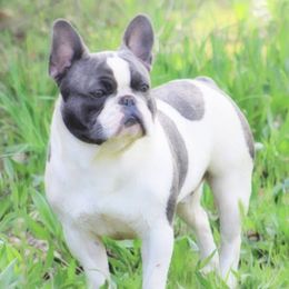 French Bulldogs from Forever Frenchies