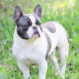 French Bulldogs from Forever Frenchies