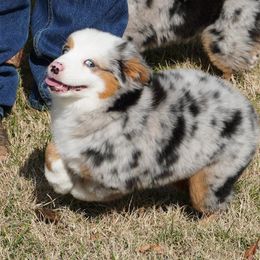 Blue Merle Female 2 - Blue merle female Miniature Australian Shepherd puppy in Lawton, Oklahoma from Lindsey’s Aussies