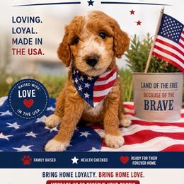 Lilo - Cream female Goldendoodle puppy in Fruitland Park, Florida from Doodlepark