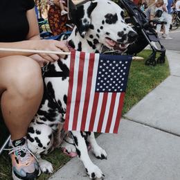 Dalmatian All Grown Up from Gateway Farm Dalmatians