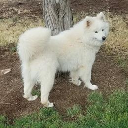 Samoyed Puppies from Virgin River Samoyeds