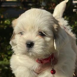 Jaden Akc boy 2 - Cream male Lhasa Apso puppy in Chico, California from Lhasa Apsos of northern Ca . Biewer terriers of northern California
