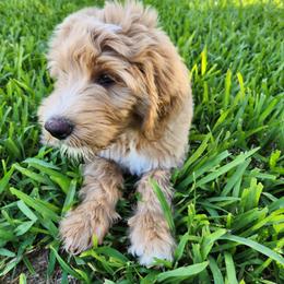 Goldendoodle Puppies from Costa's Curly Canines
