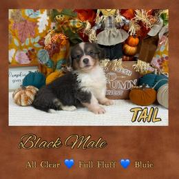 Black - Blue male Pembroke Welsh Corgi puppy in Charleroi, Pennsylvania from Twilight Hollow Corgis