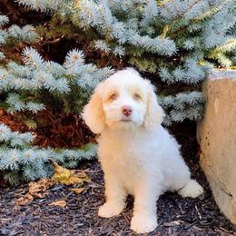 Nilla - Caramel ice male Australian Labradoodle puppy in Fort Defiance, Virginia from Crown Doodles