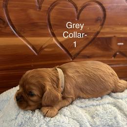 AKC Grey Collar-1 - Ruby male Cavalier King Charles Spaniel puppy in Augusta, Wisconsin from My Little Pups