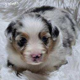 KB.BMM - Blue merle male Miniature Australian Shepherd puppy in Deer Lodge, Tennessee from KSH Aussie Haven