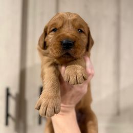 Belle Starr - Dark golden female Golden Retriever puppy in Henagar, Alabama from Shupe’s Sweet Southern Goldens