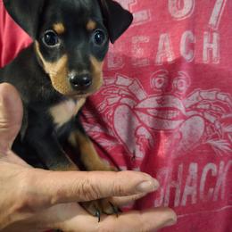Sergio - Black and rust male Miniature Pinscher puppy in Stratford, Connecticut from NutMeg Min Pins