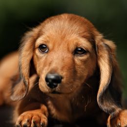 Dachshunds from Grandma's Hotdogs