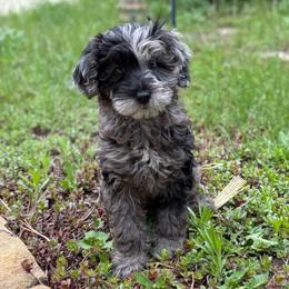 Raven - Merle female Goldendoodle puppy in Monument, Colorado from Colorado Dreamin Doodles