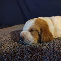 Pink girl - Lemon and white female Basset Hound puppy in Santa Rosa, California from Redwood Coast bassetts