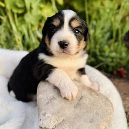 Barnacle - Black tri male Miniature Australian Shepherd puppy in Valley Center, California from DLT MiniAussie