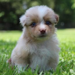 Queen of Hearts - Red merle female Australian Shepherd puppy in Star City, Arkansas from Blush & Lace Aussie Co.