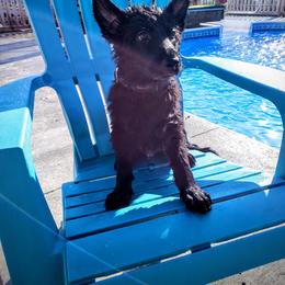 German Shepherd Puppies from Cintron K9