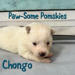Chongo - White male Pomsky puppy in Krum, Texas from Paw-Some Pomskies