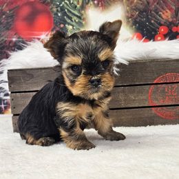 Roxi TEACUP - Blue and gold female Yorkshire Terrier puppy in Monticello, Iowa from Ashley’s Puppies
