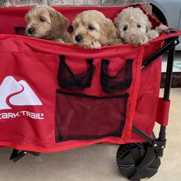 Goldendoodle and Poodle Puppies from Duffey’s IncrediDoodles