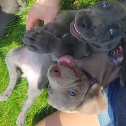 Weimaraner Puppies from Miller's Weimaraners
