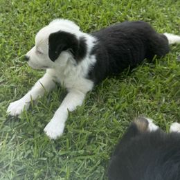 Ocean - Black tri female Miniature Australian Shepherd puppy in Eufaula, Alabama from Dream Ranch Mini Aussies