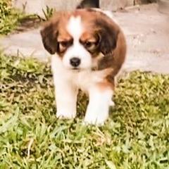 Nederlandse Kooikerhondjes from Kooikerhondjes van Maas en Waal