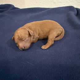 Blue - Red  male Poodle puppy in Poth, Texas from Casa de Curls