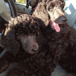 Poodle Puppies from Magnificent Standards