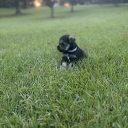 Miniature Schnauzer Puppies from Rebecca LeBoeuf