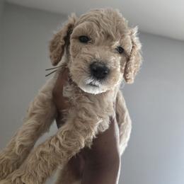 Aspen - Brown and white male Sheepadoodle puppy in Woonsocket, Rhode Island from Regalpups