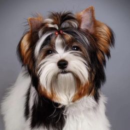 Biewer Terrier All Grown Up from Puppy boutique