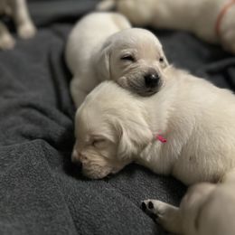 Labrador Retriever Puppies from Gem State English Labrador Retrievers