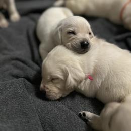 Labrador Retriever Puppies from Gem State English Labrador Retrievers