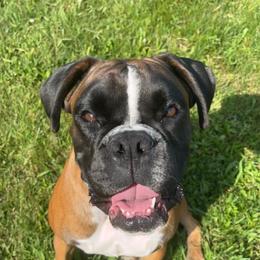 Rayne - Boxer