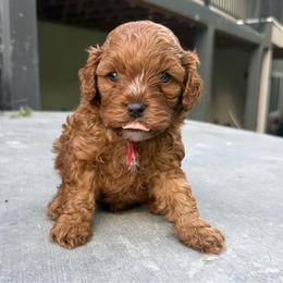 Cedar - Red male Cavapoo puppy in Spanish Fork, Utah from Poseydoodle