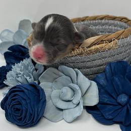 Lyra (bluie) - Black and tan female American Corgi puppy in Waco, Texas from The Comma Corgis