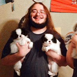Japanese Chin Puppies from Mystike Japanese Chin