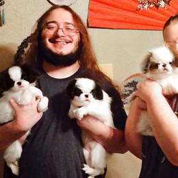 Japanese Chin Puppies from Mystike Japanese Chin