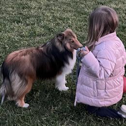 Shetland Sheepdogs from Seascape Shetland Sheepdogs