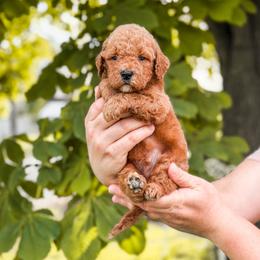 Blue collar boy - Apricot male Goldendoodle puppy in Spokane, Washington from Dream Doodles in Spokane WA