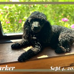 Parker - Poodle