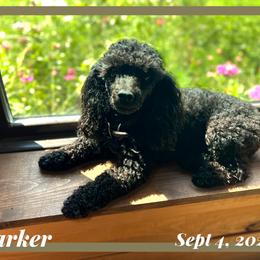 Parker - Poodle
