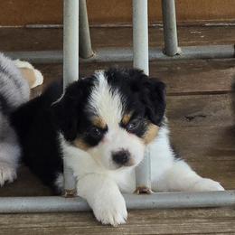 Hottie - Black tri female Miniature Australian Shepherd puppy in Ola, Arkansas from Peaceful Acres