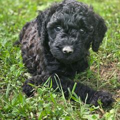 Coco - Black female Labradoodle puppy in Clinton, Ohio from P&L Doodles