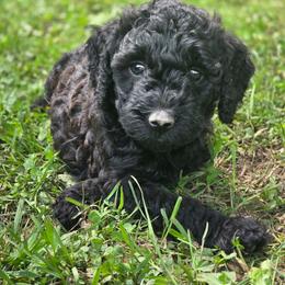 Coco - Black female Labradoodle puppy in Clinton, Ohio from P&L Doodles