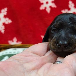 Dachshund Puppies from Owl Hollow Farm Miniature Dachshunds