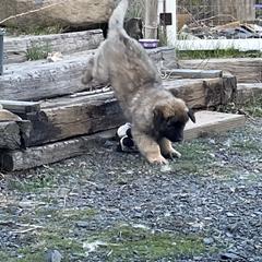 Leonberger Puppies from Sinnsro Leonbergers