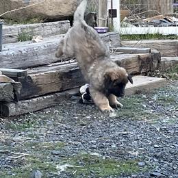 Leonberger Puppies from Sinnsro Leonbergers