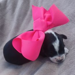 Winnie - Black tri-color female Aussiedoodle puppy in Delphos, Ohio from Route 66 Poodles & Doodles, Sapphire Shih-tzu's of Ohio