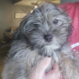 Shorkie Puppies from Stephen DosReis